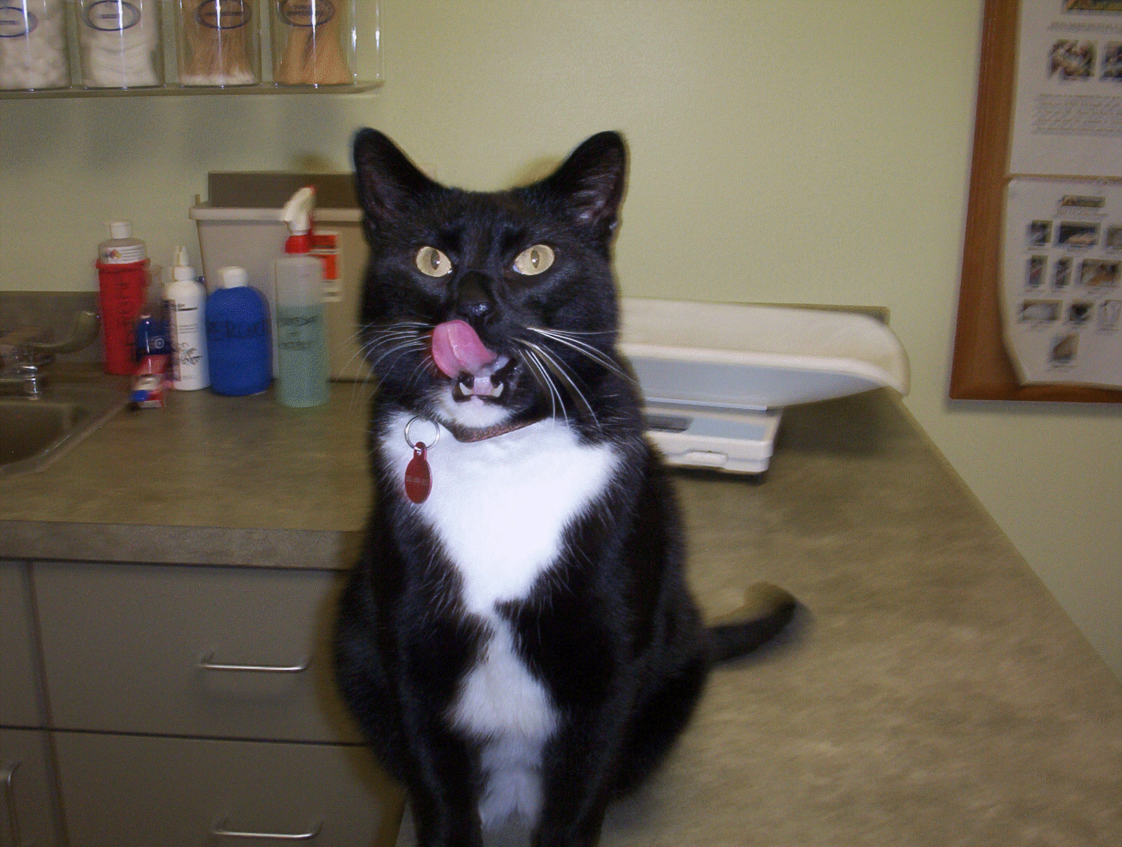 St. Boni Pet Hospital Our Team